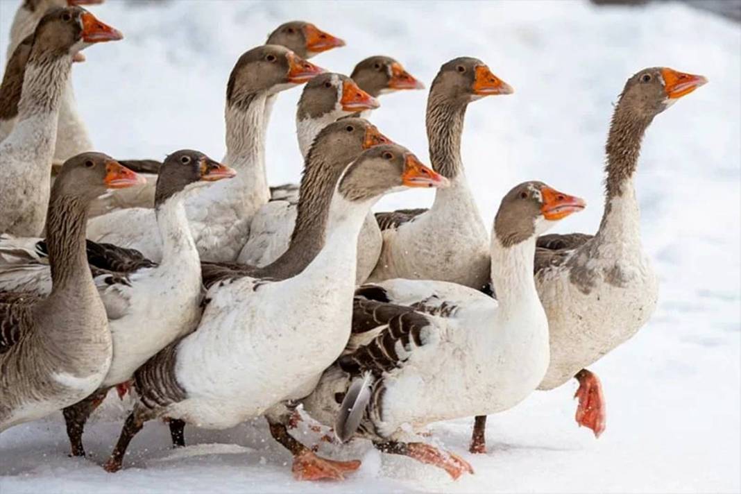 İstanbul'daki işini bıraktı, tek kuruş devlet desteği almadan Erzurum'da dev tesis kurdu 12